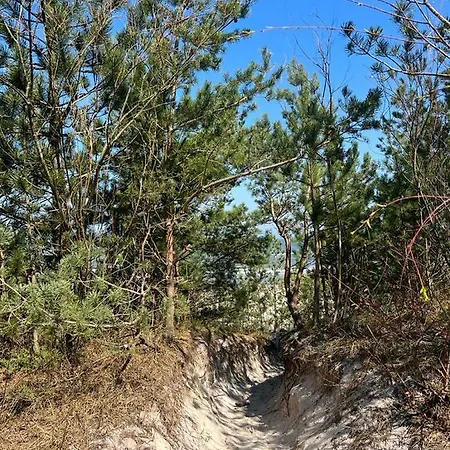 Pine Baltic Shellter *