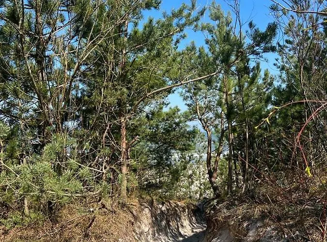 Pine Baltic Shellter *